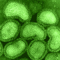 influenza-a-virus Il virus dell'influenza H1N1