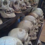 Crani esposti nel museo Lombroso