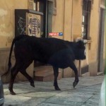 La vitella davanti alla farmacia Liotta