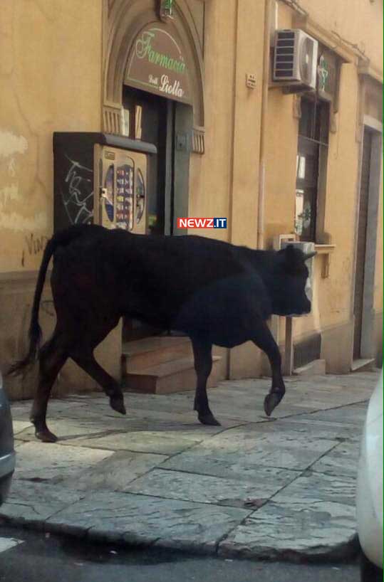 La vitella davanti alla farmacia Liotta