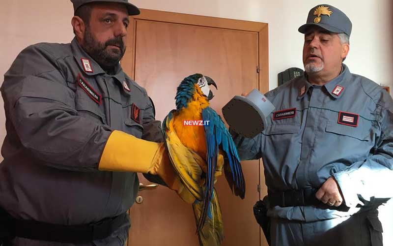 I Carabinieri forestali accudiscono l'Ara Ararauna