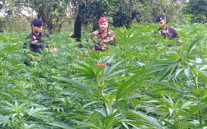 I Carabinieri nella piantagione di canapa indiana