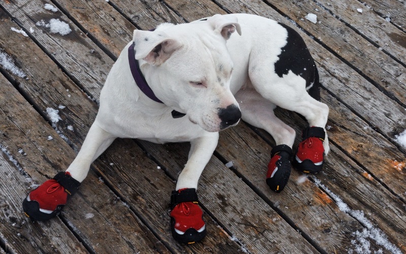 Scarpe per cani: tutto quello che c'è da sapere