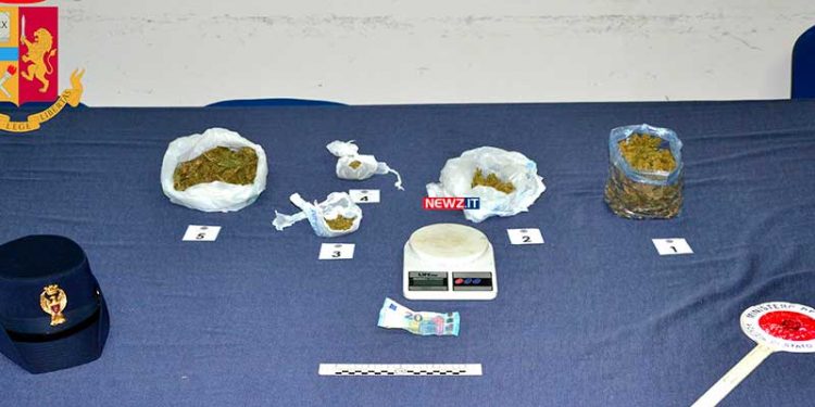 Cannabis sativa sequestrata
