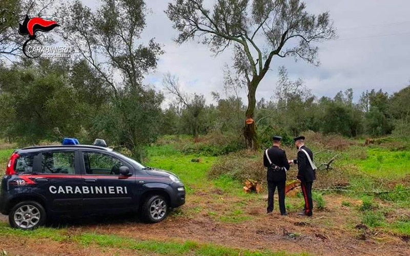 Carabinieri taglio alberi