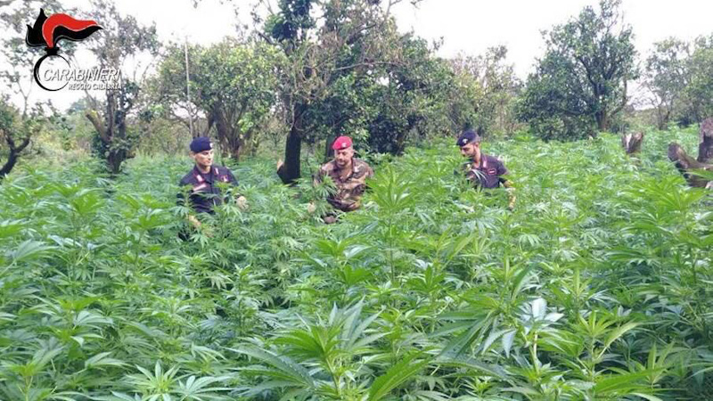 Carabinieri piantagione marijuana Canolo