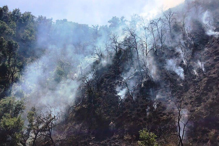 Incendio boschivo