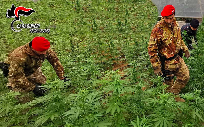 Carabinieri piantagione marijuana
