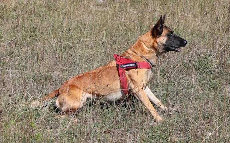 Cane dei Carabinieri nel Parco Nazionale dell'Aspromonte